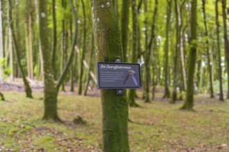 Information sign about the common pipistrelle bat on a tree in the forest, Affenberg Salem, Lake