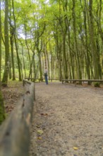 Person on a wooded path surrounded by tall trees in autumn, Affenberg Salem, Lake Constance