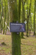 Tree with information sign about the common pipistrelle bat in the forest, Affenberg Salem, Lake