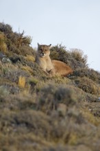 Cougar (Cougar concolor), Torres del Paine National Park, Chile, South America