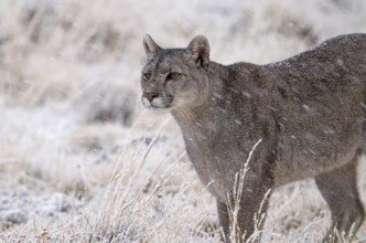 Cougar (Cougar concolor) in the snow, Torres del Paine National Park, Chile, South America