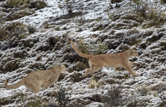 Cougar (Cougar concolor), female and male, Torres del Paine National Park, Chile, South America