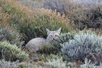 South American gray fox (Pseudalopex griseus), Patagonia, Chile
