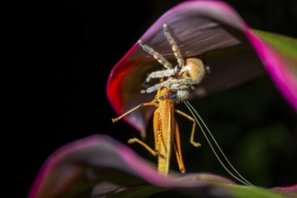 Comb spider (Ctenidae) with captured grasshopper, sitting on a leaf, at night, Puntarenas province,