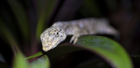 Pacific Lichen Anolis (Adolis charlesmyersi), Anolis sitting on a leaf at night, Puntarenas