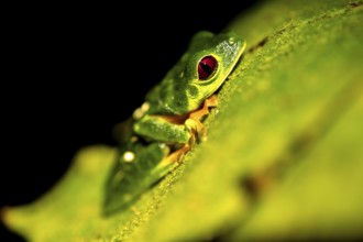 Red-eyed tree frog (Agalychnis callidryas) sitting on a leaf, at night, Puntarenas province, Costa