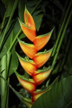 Heliconia, lobster claw (Heliconia wagneriana), flower in the rainforest, Puntarenas province,