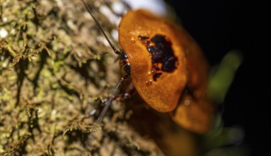 Giant marbled cockroach (Archmandrita marmorata) sitting on a tree trunk, at night, Puntarenas