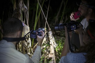 Tourists with cameras on a night hike in the rainforest, Puntarenas province, Costa Rica