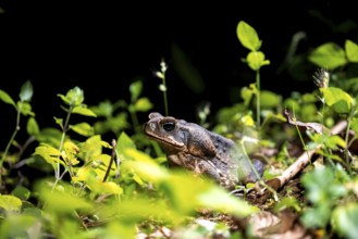 Aga toad or giant toad (Rhinella marina) sitting on the ground at night, Puntarenas province, Costa