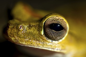 Costa Rica Masked Tree Frog (Smilisca phaeota) in water, portrait, at night, Puntarenas Province,