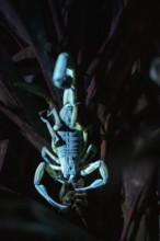 Bicoloured bark scorpion (Centruroides bicolor) with prey, glows in black light, UV light, at