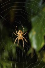 Spider sitting in a spider web, at night, Puntarenas province, Costa Rica