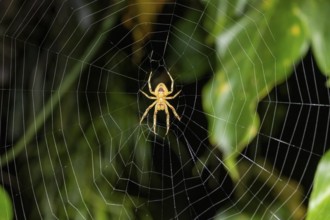 Spider sitting in a spider web, at night, Puntarenas province, Costa Rica