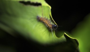 Hairy caterpillar on a leaf, at night, Puntarenas province, Costa Rica