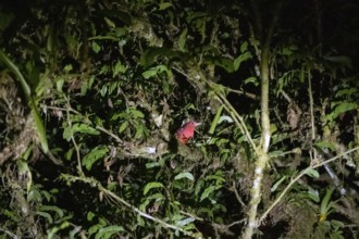 Summer cardinal (Piranga rubra), sitting on a tree at night, Puntarenas province, Costa Rica