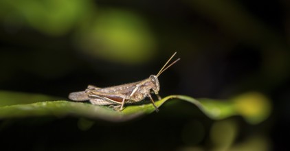 Brown grasshopper sitting on a leaf, at night, Puntarenas province, Costa Rica