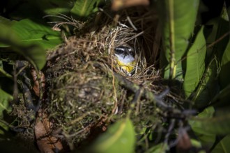 Sulphur-masked tyrant (Pitangus sulphuratus) in its nest at night, Puntarenas province, Costa Rica