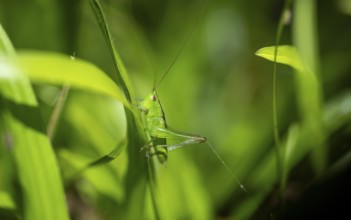 Green grasshopper (Neoconocephalus) sitting on a leaf, at night, Puntarenas province, Costa Rica
