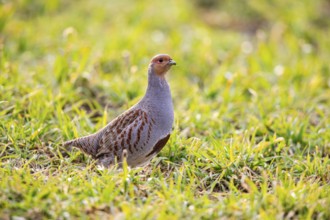 Grey partridge (Perdix perdix) Germany