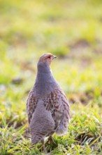 Grey partridge (Perdix perdix) Germany