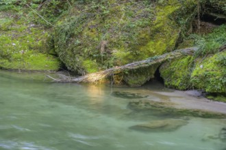 Erlauf Gorge, Purgstall an der Erlauf, Lower Austria, Austria