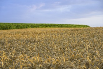 Crop field in the evening light, Yport, Département Seine-Maritime, France