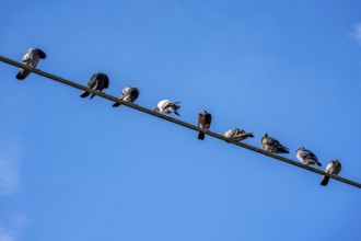 Pigeons on a power line, Germany