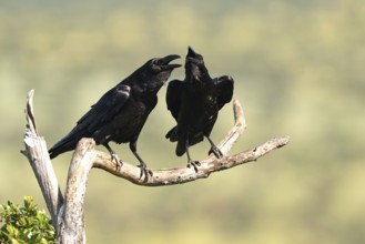 Pair of common ravens (Corvus corax) mating on a branch, Extremadura, Spain