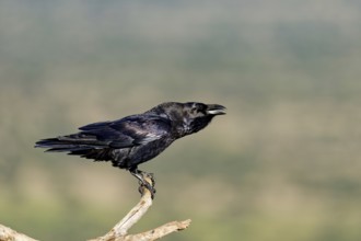 Raven (Corvus corax) on a dead branch, Ruf, Extremadura, Spain