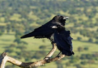 Pair of common ravens (Corvus corax) on a dead branch, Extremadura, Spain