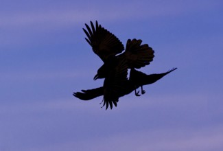 Common ravens (Corvus corax), flying games, Extremadura, Spain