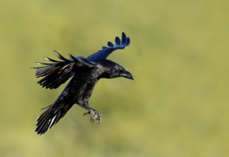 Raven (Corvus corax), flight, Extremadura, Spain