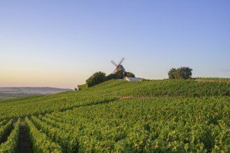 Mill and vineyards, Verzenay, Marne, France