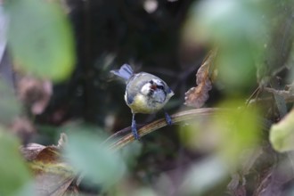 Wet blue tit after a bath, summer, Germany