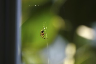 Spider building her web, summer, Germany