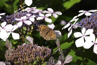 Butterfly Meadow Brown, summer, Germany
