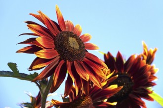 Red sunflower, summer, Germany