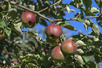 Ripe apples (Malus), on the tree, Franconia, Bavaria, Germany