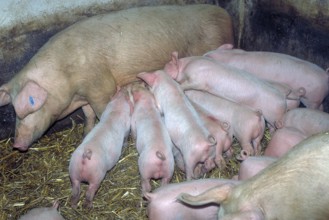 Piglets (Sus scrofa domesticus) suckling with their mother sow, Franconia, Bavaria, Germany
