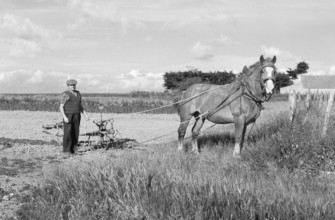 French farmer with horse in the field, historical photograph from the 1970s, black and white,