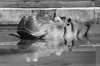 Hippopotamus (Hippopotamus amphibius) reflected in the water basin, Nuremberg Zoo, black and white,