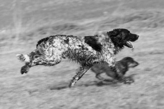 Two running hunting dogs, Münsterländer and Dachshund, black and white, Bavaria, Germany