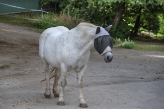 Mould with a fly mask on a riding stable, Franconia, Bavaria, Germany