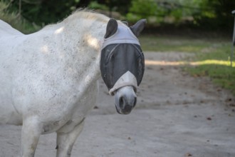 Mould with a fly mask on a riding stable, Franconia, Bavaria, Germany