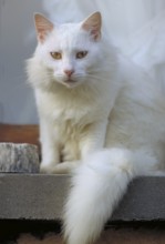 White domestic cat (Felis catus), Tuscany, Italy