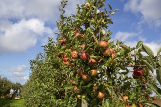 Apples ready for harvest at a fruit farm in the Palatinate