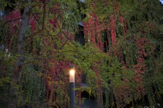 Windows are overgrown, climate-neutral façade greening on the new building, autumn colouring,