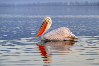 Dalmatian Pelican (Pelecanus crispus), Dalmatian Pelican, swimming, in its plumage, Lake Kerkini,