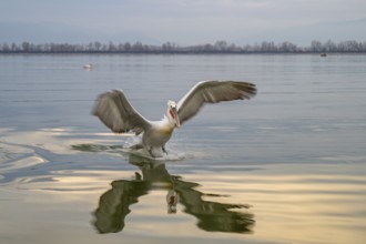 Dalmatian Pelican (Pelecanus crispus), Dalmatian Pelican, landing, long exposure, Lake Kerkini,